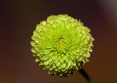 Chrysanthemum green flower