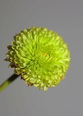 Chrysanthemum flower macro