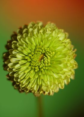 Green flower blossom macro