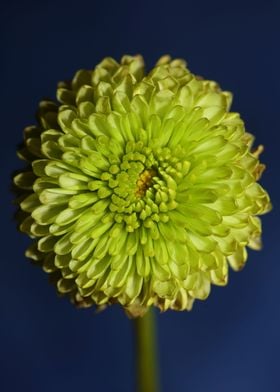 Green flower blossom macro