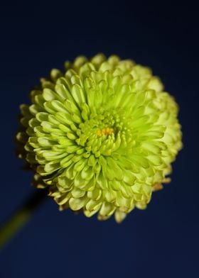 Green flower blossom macro