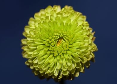 Chrysanthemum flower macro