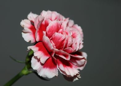 Red Dianthus caryophyllus 