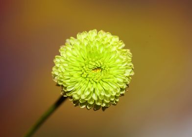 Green flower blossom macro