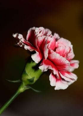 Flower blossoming close up