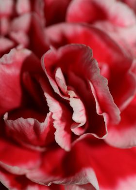 Flower blossoming close up