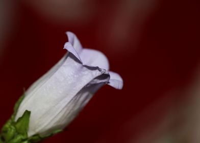 Flower blossom close up