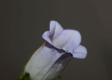 Campanula blossom close up