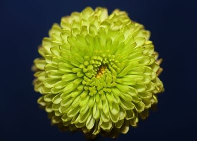 Green flower blossom macro