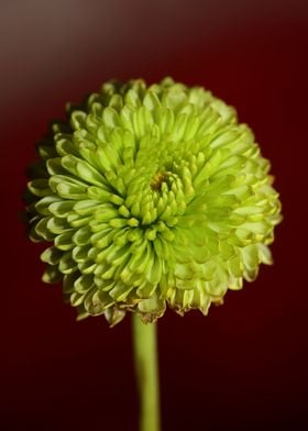 Chrysanthemum green flower