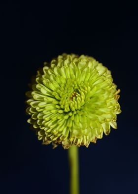 Green flower blossom macro