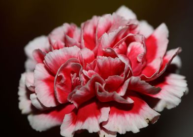 Flower blossoming close up