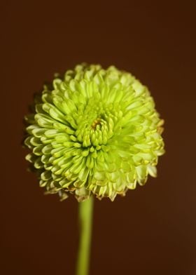 Chrysanthemum flower macro