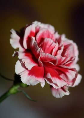 Dianthus flower blossoming