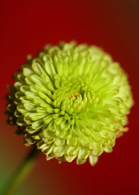 Green chrysanthemum macro