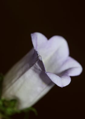 Flower blossom close up