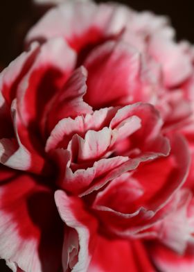 Dianthus flower blossoming