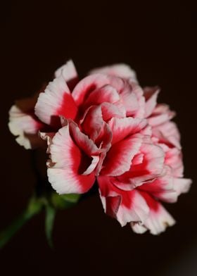 Dianthus flower blossoming