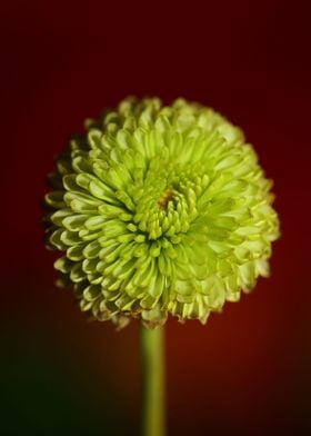 Chrysanthemum flower macro