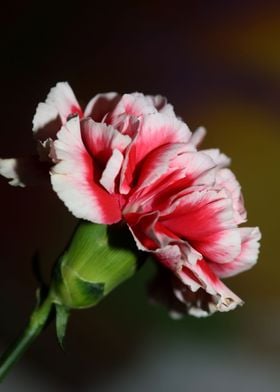 Red Dianthus caryophyllus 