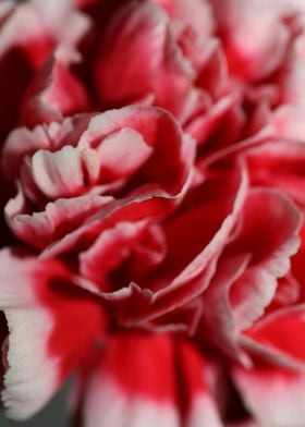 Dianthus flower blossoming