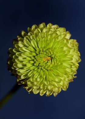 Green chrysanthemum macro