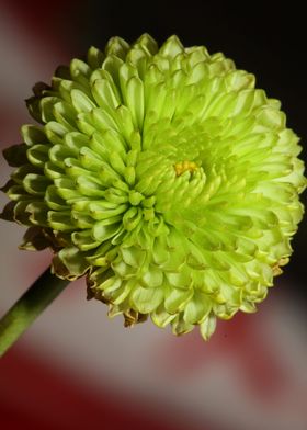 Green chrysanthemum macro