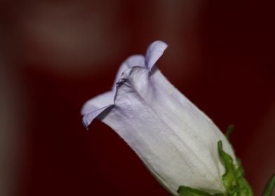 Flower blossom close up