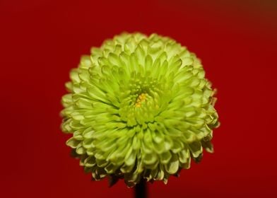 Chrysanthemum green flower