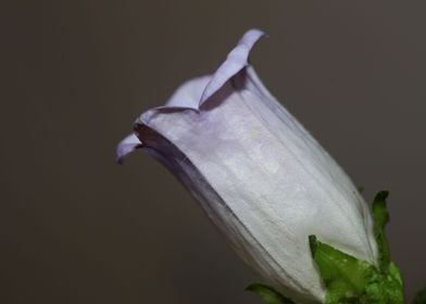 Campanula blossom close up