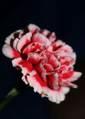 Red dianthus flower macro