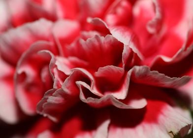 Flower blossoming close up