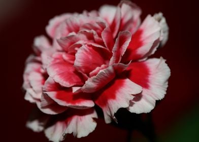 Red dianthus flower macro