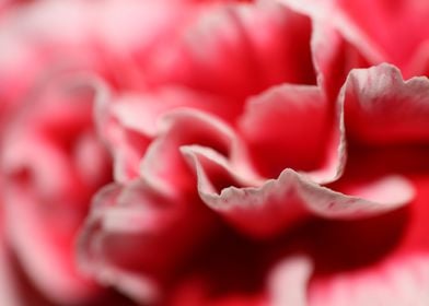 Flower blossoming close up