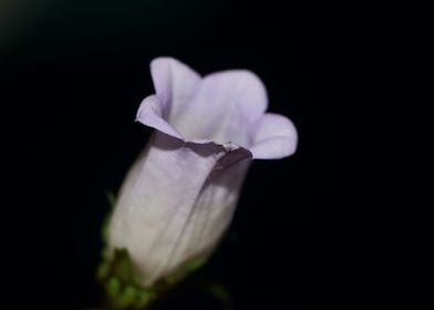 Campanula flower blossom