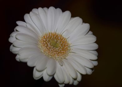 Gerbera jamesonii flower