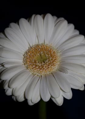 Gerbera jamesonii flower