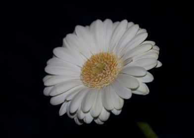 White Gerbera flower macro