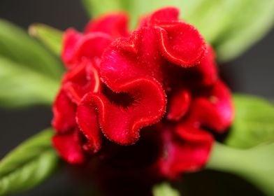 Red Celosia flower blossom