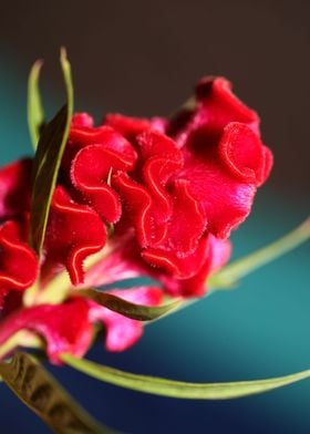 Red Celosia flower blossom