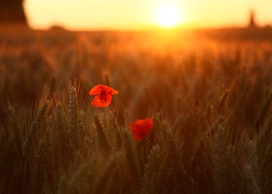 Poppy In the sunset