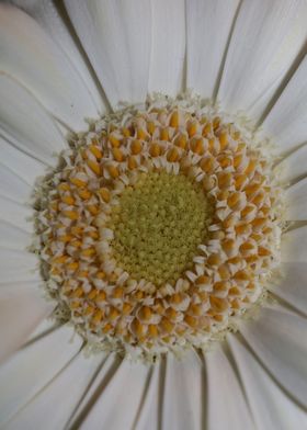 Flower blossoming close up