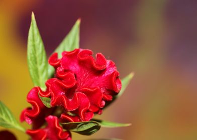 Red flower blossom macro