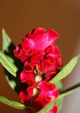 Red Celosia flower blossom