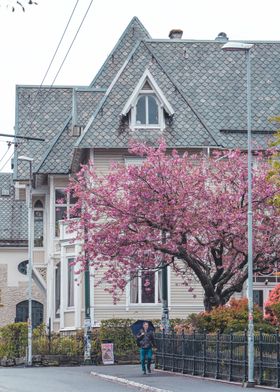 Big Cherry Tree in Bergen