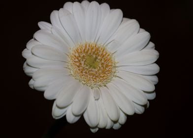 Flower blossoming close up