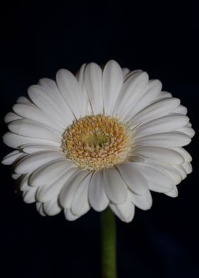 White Gerbera flower macro