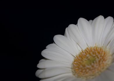 White Gerbera flower macro