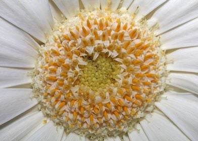 White flower blossom macro