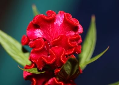 Red Celosia flower blossom